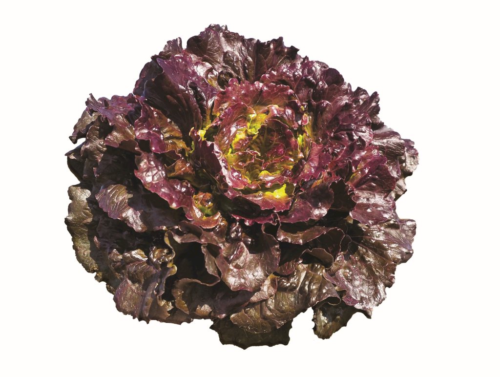 FLORINRED