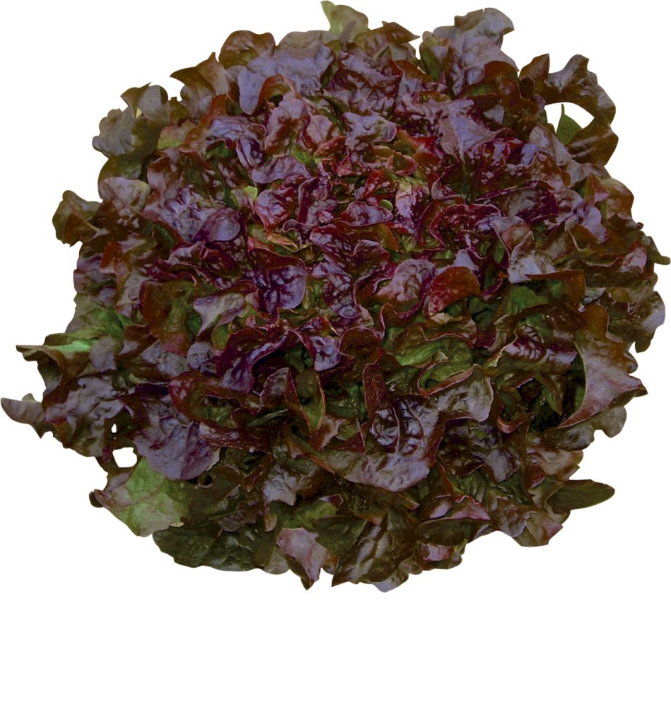 BELLINO