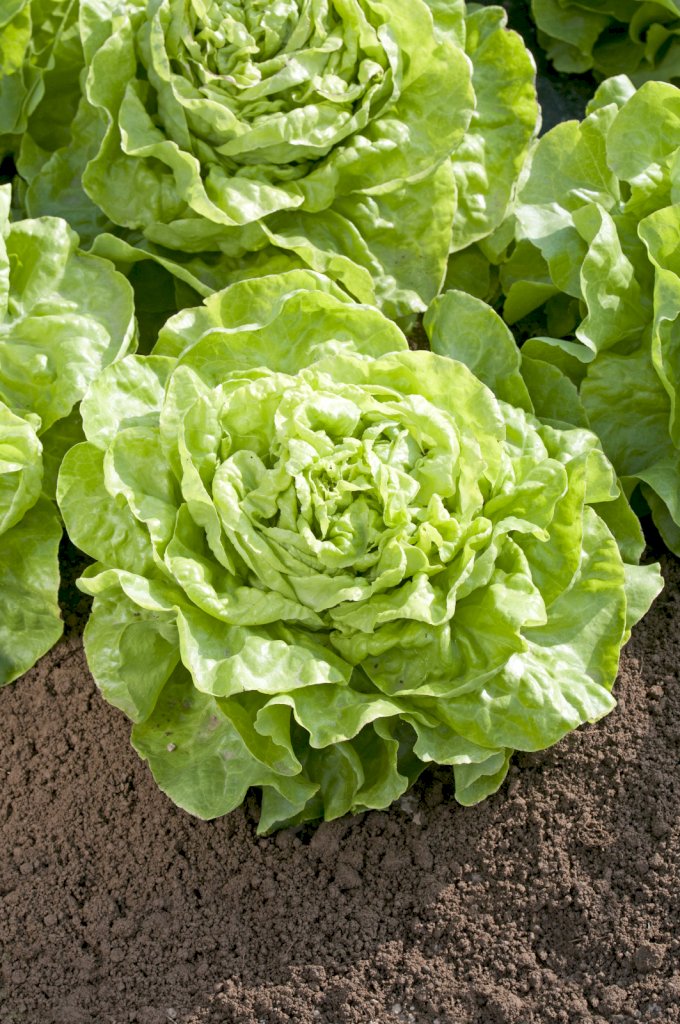 NOVAPPIA