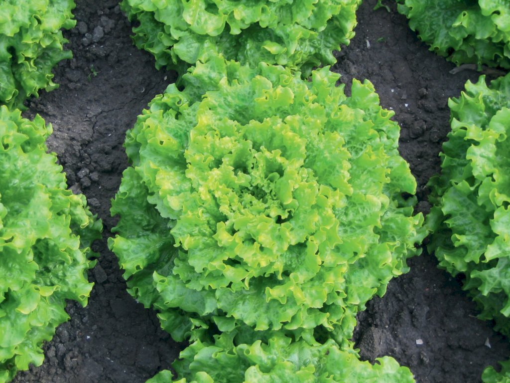 MELVINE