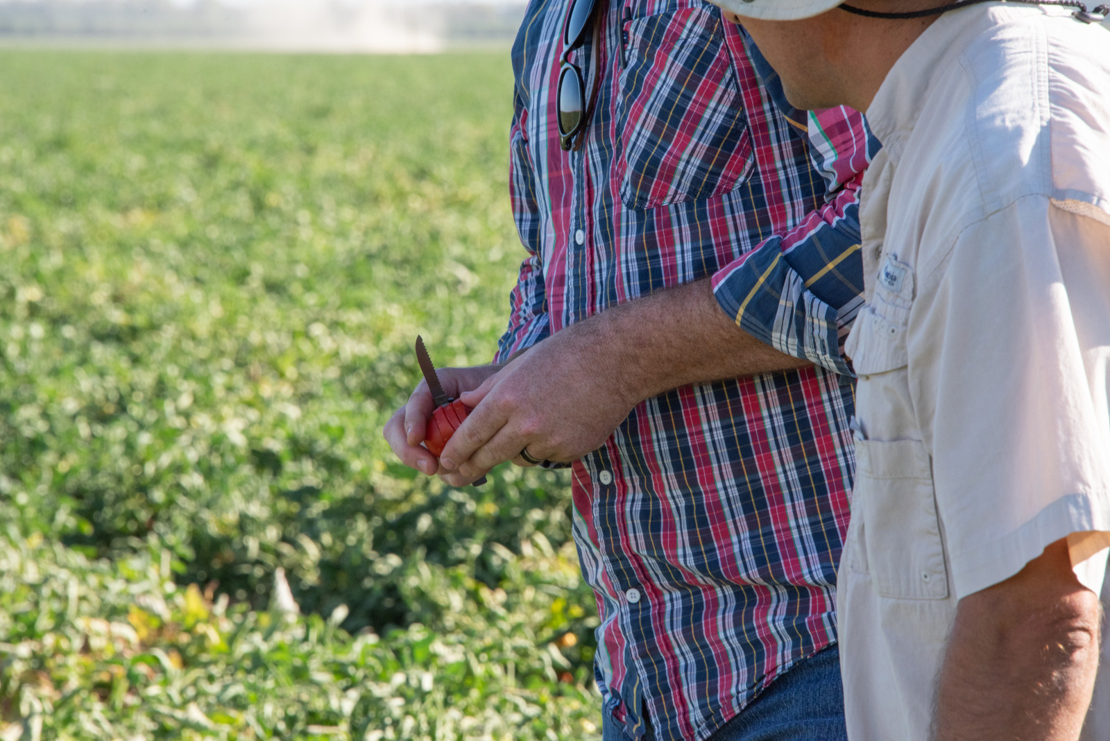 Grower and HM.CLAUSE team in the field, tasting a tomato