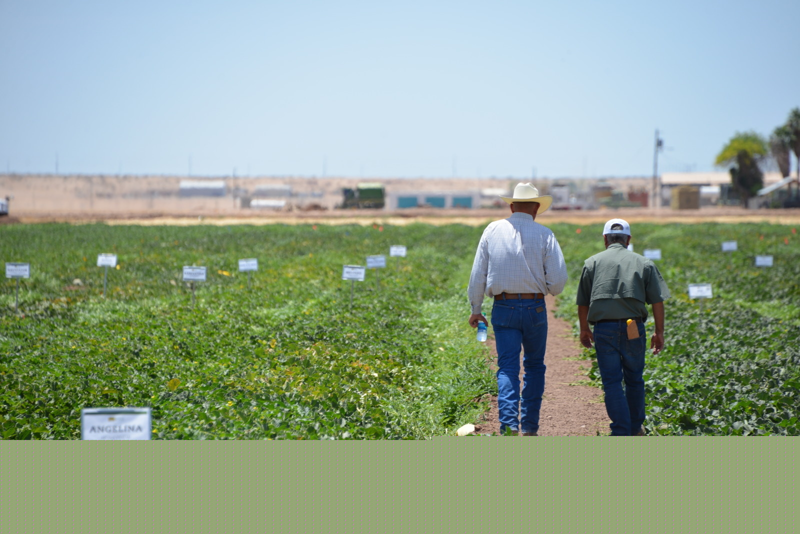 Two growers on field