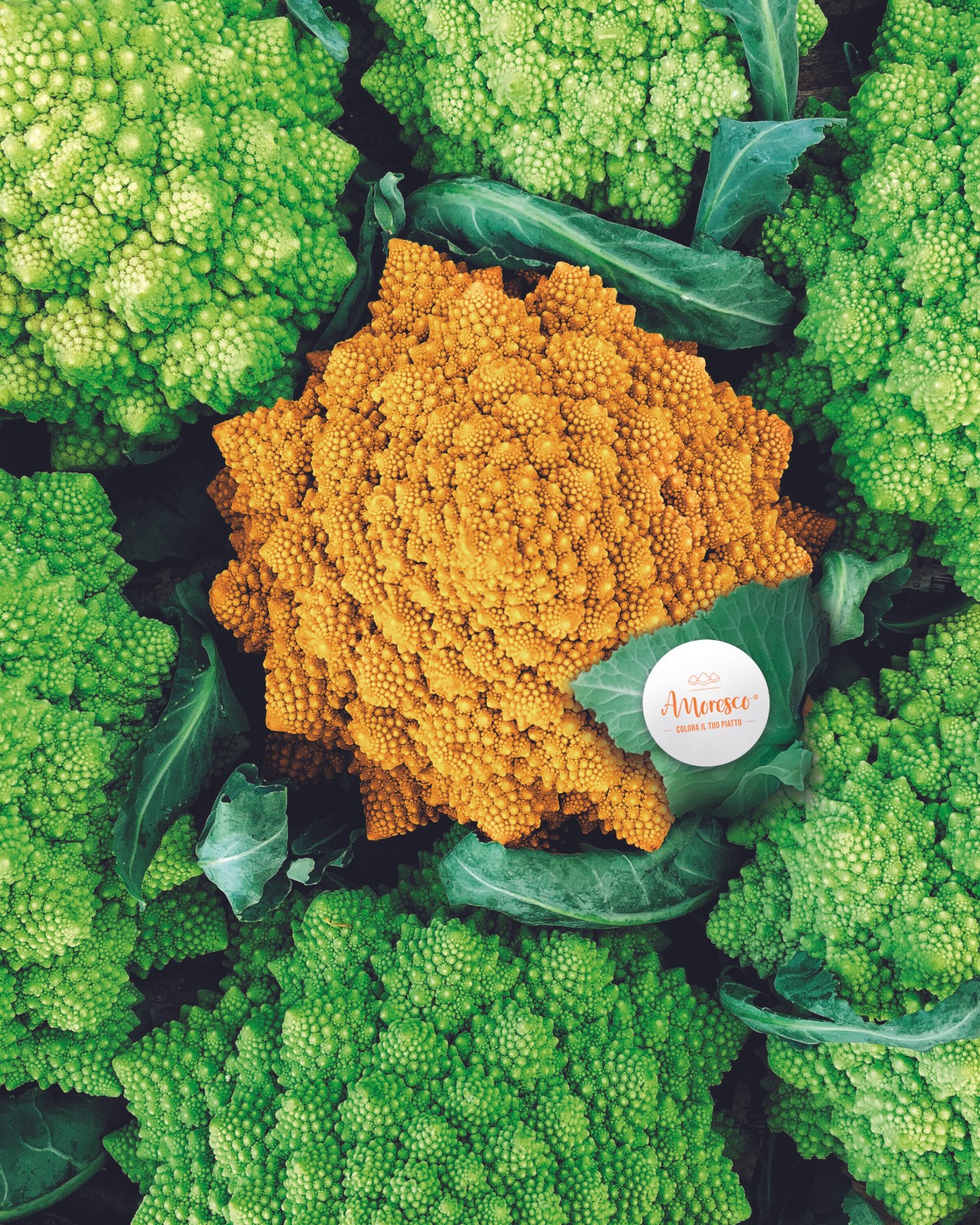 3-Our-varieties-cauliflower-AMORESCO-F1